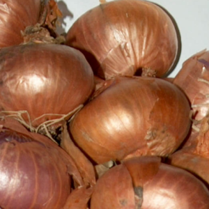 Echalote Meloine 500g