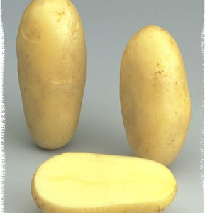 Clayette pomme de terre 60 plants Amandine