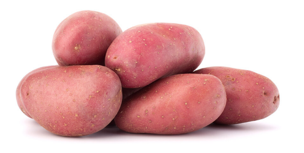 Clayette pomme de terre 60 plants Yona