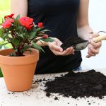 terreau-universel-plante