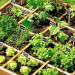 potager-carre-9-plantes-ideales-a-cultiver-pmmjaa6fzinnak6ose7nz1wiuw86mqorcza1ed42u8